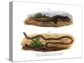 Crocodile Skink-null-Stretched Canvas