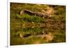 Crocodile sunning himself by a river, Chitwan Elephant Sanctuary, Nepal, Asia-Laura Grier-Framed Premium Photographic Print