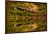 Crocodile sunning himself by a river, Chitwan Elephant Sanctuary, Nepal, Asia-Laura Grier-Framed Premium Photographic Print