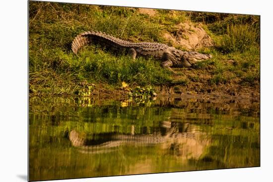 Crocodile sunning himself by a river, Chitwan Elephant Sanctuary, Nepal, Asia-Laura Grier-Mounted Premium Photographic Print