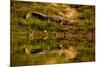Crocodile sunning himself by a river, Chitwan Elephant Sanctuary, Nepal, Asia-Laura Grier-Mounted Premium Photographic Print