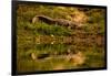 Crocodile sunning himself by a river, Chitwan Elephant Sanctuary, Nepal, Asia-Laura Grier-Framed Premium Photographic Print