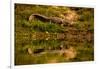 Crocodile sunning himself by a river, Chitwan Elephant Sanctuary, Nepal, Asia-Laura Grier-Framed Photographic Print