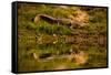 Crocodile sunning himself by a river, Chitwan Elephant Sanctuary, Nepal, Asia-Laura Grier-Framed Stretched Canvas