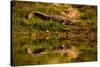 Crocodile sunning himself by a river, Chitwan Elephant Sanctuary, Nepal, Asia-Laura Grier-Stretched Canvas