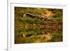 Crocodile sunning himself by a river, Chitwan Elephant Sanctuary, Nepal, Asia-Laura Grier-Framed Photographic Print