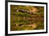 Crocodile sunning himself by a river, Chitwan Elephant Sanctuary, Nepal, Asia-Laura Grier-Framed Photographic Print