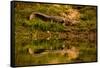 Crocodile sunning himself by a river, Chitwan Elephant Sanctuary, Nepal, Asia-Laura Grier-Framed Stretched Canvas