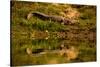 Crocodile sunning himself by a river, Chitwan Elephant Sanctuary, Nepal, Asia-Laura Grier-Stretched Canvas