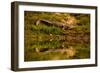 Crocodile sunning himself by a river, Chitwan Elephant Sanctuary, Nepal, Asia-Laura Grier-Framed Photographic Print