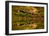 Crocodile sunning himself by a river, Chitwan Elephant Sanctuary, Nepal, Asia-Laura Grier-Framed Photographic Print