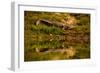 Crocodile sunning himself by a river, Chitwan Elephant Sanctuary, Nepal, Asia-Laura Grier-Framed Photographic Print