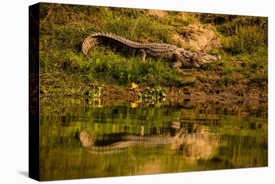 Crocodile sunning himself by a river, Chitwan Elephant Sanctuary, Nepal, Asia-Laura Grier-Stretched Canvas