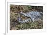 Crocodile Venting His Teeth. Lake Chamo. Ethiopia, Africa-Tom Norring-Framed Photographic Print