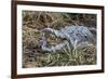 Crocodile Venting His Teeth. Lake Chamo. Ethiopia, Africa-Tom Norring-Framed Photographic Print