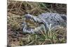 Crocodile Venting His Teeth. Lake Chamo. Ethiopia, Africa-Tom Norring-Mounted Photographic Print