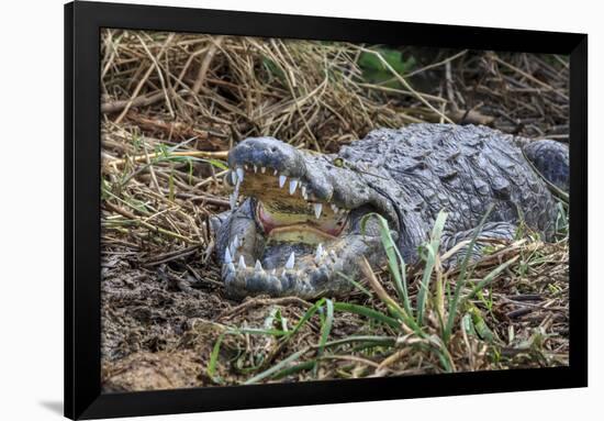Crocodile Venting His Teeth. Lake Chamo. Ethiopia, Africa-Tom Norring-Framed Photographic Print