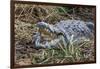 Crocodile Venting His Teeth. Lake Chamo. Ethiopia, Africa-Tom Norring-Framed Photographic Print