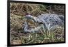 Crocodile Venting His Teeth. Lake Chamo. Ethiopia, Africa-Tom Norring-Framed Photographic Print