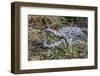 Crocodile Venting His Teeth. Lake Chamo. Ethiopia, Africa-Tom Norring-Framed Photographic Print