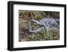 Crocodile Venting His Teeth. Lake Chamo. Ethiopia, Africa-Tom Norring-Framed Photographic Print