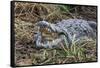 Crocodile Venting His Teeth. Lake Chamo. Ethiopia, Africa-Tom Norring-Framed Stretched Canvas