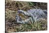 Crocodile Venting His Teeth. Lake Chamo. Ethiopia, Africa-Tom Norring-Stretched Canvas