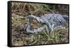 Crocodile Venting His Teeth. Lake Chamo. Ethiopia, Africa-Tom Norring-Framed Stretched Canvas