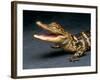 Crocodile with its Mouth Open Looking into the Camera-Picturebank-Framed Photographic Print