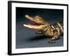 Crocodile with its Mouth Open Looking into the Camera-Picturebank-Framed Photographic Print