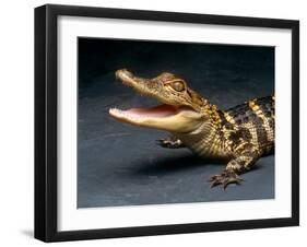 Crocodile with its Mouth Open Looking into the Camera-Picturebank-Framed Photographic Print