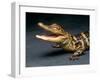 Crocodile with its Mouth Open Looking into the Camera-Picturebank-Framed Photographic Print