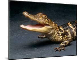 Crocodile with its Mouth Open Looking into the Camera-Picturebank-Mounted Photographic Print