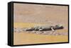 Crocodile-DLILLC-Framed Stretched Canvas