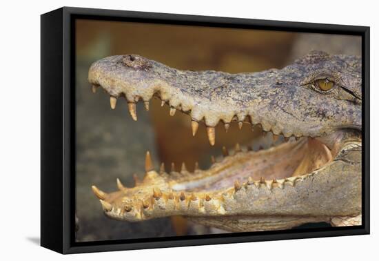 Crocodile-DLILLC-Framed Stretched Canvas