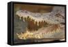 Crocodile-DLILLC-Framed Stretched Canvas