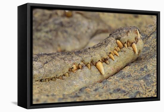 Crocodile-DLILLC-Framed Stretched Canvas