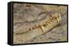 Crocodile-DLILLC-Framed Stretched Canvas