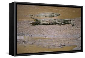 Crocodile-DLILLC-Framed Stretched Canvas