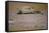 Crocodile-DLILLC-Framed Stretched Canvas