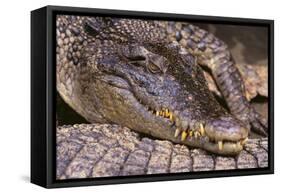 Crocodile-DLILLC-Framed Stretched Canvas