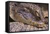 Crocodile-DLILLC-Framed Stretched Canvas