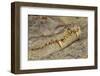 Crocodile-DLILLC-Framed Premium Photographic Print