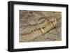 Crocodile-DLILLC-Framed Premium Photographic Print