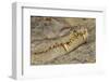 Crocodile-DLILLC-Framed Premium Photographic Print