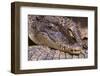 Crocodile-DLILLC-Framed Premium Photographic Print