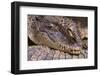 Crocodile-DLILLC-Framed Premium Photographic Print