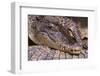 Crocodile-DLILLC-Framed Premium Photographic Print