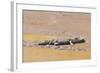 Crocodile-DLILLC-Framed Photographic Print