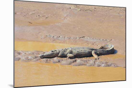 Crocodile-DLILLC-Mounted Photographic Print